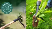 Grampa's Weeder: A Century-Old Tool Goes Viral as a Back-Saving Garden Marvel
