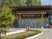 Greater Vancouver Zoo Mourns Loss of Beloved Lion Boomer at Age 18