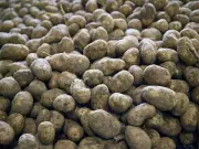 Guru Nanak Free Kitchen to Donate 80,000 Pounds of Potatoes to Calgarians