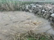 Heavy Rains Trigger Flooding Concerns in Harrow, Ontario