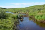 How Beavers Are Reshaping Arctic Landscapes as They Move North