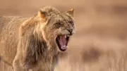 How to Calm an Angry Person: Expert Tips from the Anger Professor