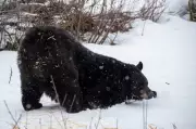 Hungry Bears Emerge in Northern Ontario Neighborhoods, MNR Warns Residents