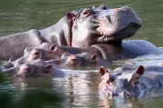 Indian Billionaire's Son Wants to Save Pablo Escobar's Hippos