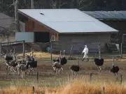 Judicial Complaints Surge 42%: Delays, Donations and Ostrich Cull Cases Highlighted