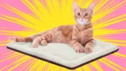 Keep Pets Cozy This Winter with Self-Warming Pads for Cold Floors