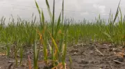 Manitoba Farmers Face $77M Annual Loss from Herbicide-Resistant Weeds, Study Reveals