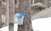 Maple Syrup Producers Celebrate Successful Tapping Season Amid Industry Relief
