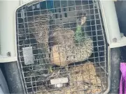 Missing Peacocks Pete and Hilda Found Safe After Theft West of Edmonton
