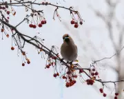Montreal Botanical Garden Launches Major Bird Conservation Initiative with Significant Donation
