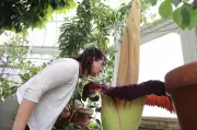 Mount Holyoke's Corpse Flower 'Pangy' Blooms, Attracts Crowds with Foul Odor