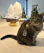 Muffin the Cat Becomes Official Member of Dorval Library with His Own Card