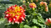Muttart Conservatory Launches Annual Plant Sale with Dahlia Hypnotica Candy Corn
