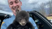 New Jersey State Troopers Rescue Bear Cub from Interstate Highway Ditch