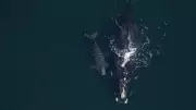 North Atlantic right whale calving season brings most births in 17 years