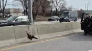 OPP Officer Attempts to Catch Wild Turkey on Ottawa's Highway 417