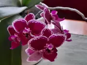 Orchids Bring Vibrant Color to Indoor Gardens with Surprising Ease of Care