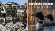 Ottawa's April Fools' Day Pranks: Donkey Yoga and Mythical Bird Discovery