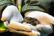 Poland's 'Frog Patrol' Volunteers Aid Amphibians in Perilous Road Crossings