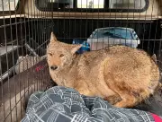 Pregnant Coyote Rescued from Fence in Beeton, Recovers at Wildlife Sanctuary