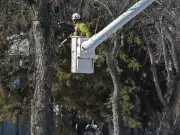 Proper Pruning of Elm Trees: Expert Advice for Healthy Growth