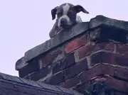 Puppy Named Stack Rescued from Chimney of Abandoned Detroit Home