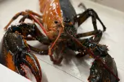 Rare Two-Colored Lobster Caught Off Cape Cod Donated to Aquarium