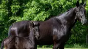 RCMP Invites Children to Name New Foals in Annual 'C' Tradition