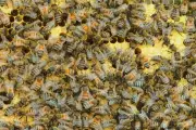 Regina Bypass Buzz: YMCA and Beekeeper Partnership Creates Sweet Hive