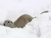 Regina Expands Gopher Control Program Amid Rising Rodent Population