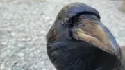Rescued Raven in B.C. Mimics Human Sneeze and Says Its Own Name