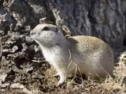 Saskatchewan Expands Emergency Use of Banned Pesticide Strychnine for Gopher Control