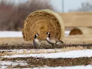 Saskatchewan Launches Comprehensive Review of Farm Land Ownership Regulations