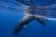 Sperm Whale Communication Mirrors Human Language Structure, Groundbreaking Study Reveals