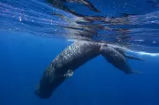 Sperm Whale Communication Shows Striking Similarities to Human Language Structure