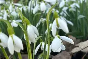 Spring Arrives in Windsor with More Warmth on the Horizon