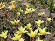 Spring Clean-Up: Patience Key to Garden Preparation