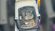 Stolen Peacocks Found Safe in Alberta, But Truck Still Missing