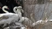 Stratford Prepares for Annual Swan Release on the Avon River This Wednesday