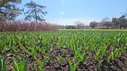 Sunny Spring Weekend Forecast for Ottawa