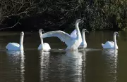 Swans Gracefully Return to Stratford's Avon River, Signaling Spring's Arrival
