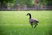 Teen Charged with Animal Cruelty in Canada Goose Incidents: Winnipeg Police