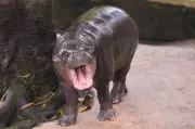 Thai Zoo Fines Man $300 for Entering Hippo Moo Deng's Enclosure