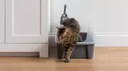 The Ultimate Guide to Top-Rated Litter Boxes for Cat Owners in 2026