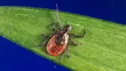 Tick Season Returns: Essential Tips to Protect Your Pets from Parasites