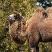Toronto Zoo's Bactrian Camel Suria Expecting Spring Arrival