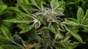 Trump administration reclassifies medical marijuana to less dangerous drug