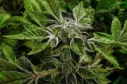 Trump Reclassifies Medical Marijuana as Less Dangerous Drug in Historic Shift