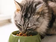 Unfiled Pet Bylaw Sparks Strata Dispute Over New Owner's Cat