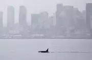 Unprecedented Orca Pod Delights Seattle Whale Watchers with Rare Visit